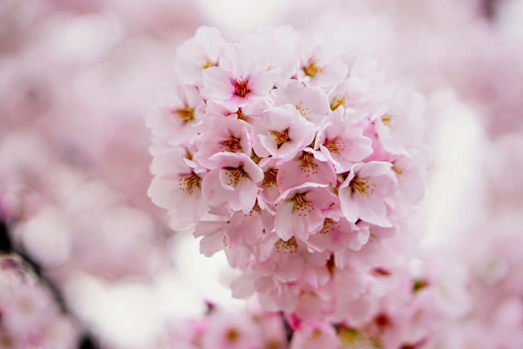 桜