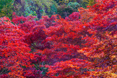 紅葉