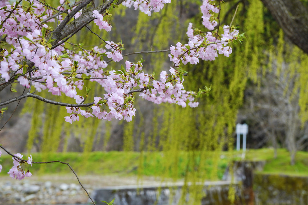 立谷川の芝桜５