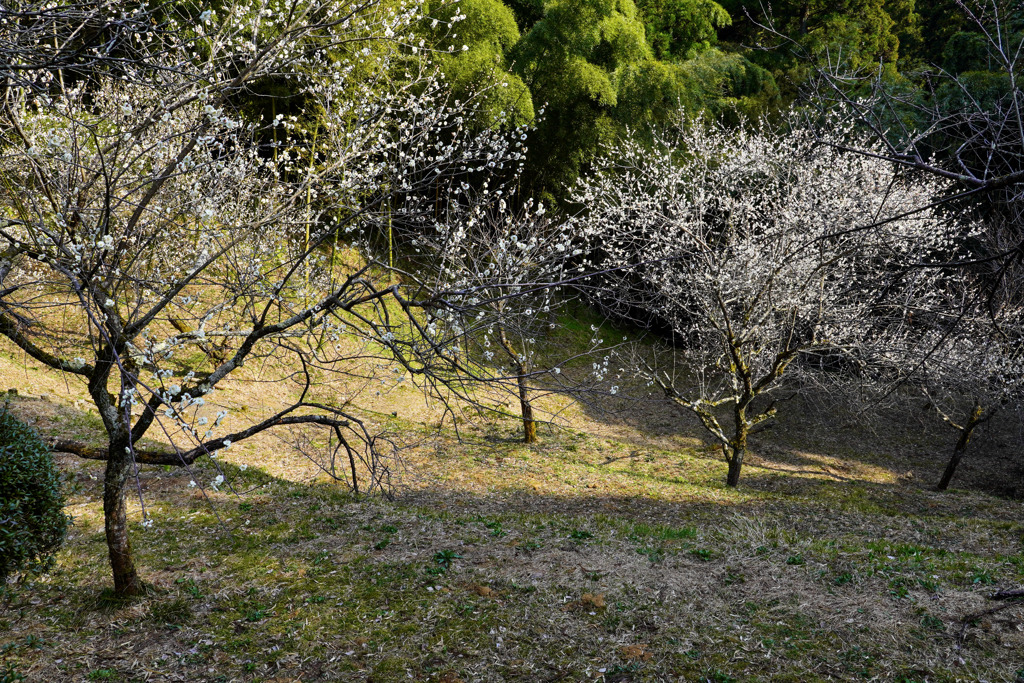 梅林公園２