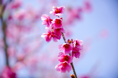 緋寒桜