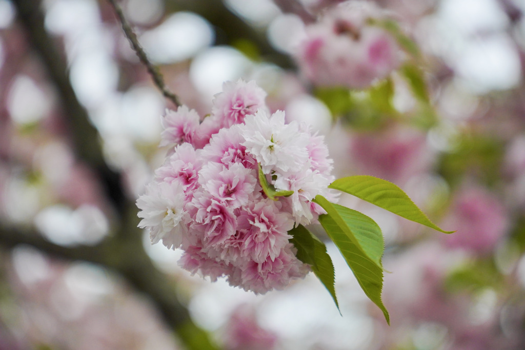 鹽竈桜２