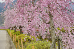 倉津川のしだれ桜１