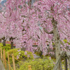 倉津川のしだれ桜１