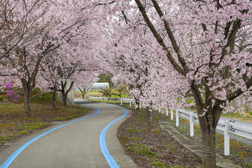 立谷川の芝桜１