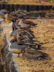 水郷寺津沼公園２