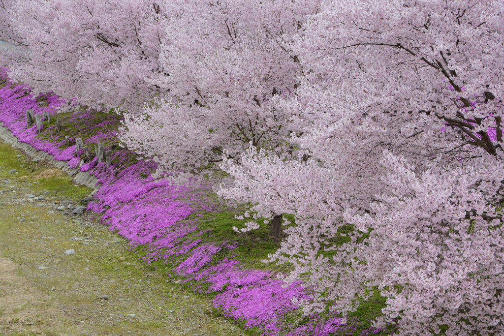 立谷川の芝桜７