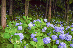 紫陽花の郷の森(稲荷山)１