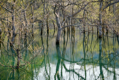 白川湖の水没林２