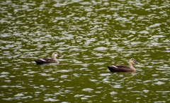 天童公園の鳥たち１