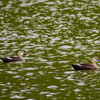 天童公園の鳥たち１