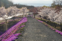 芝桜１