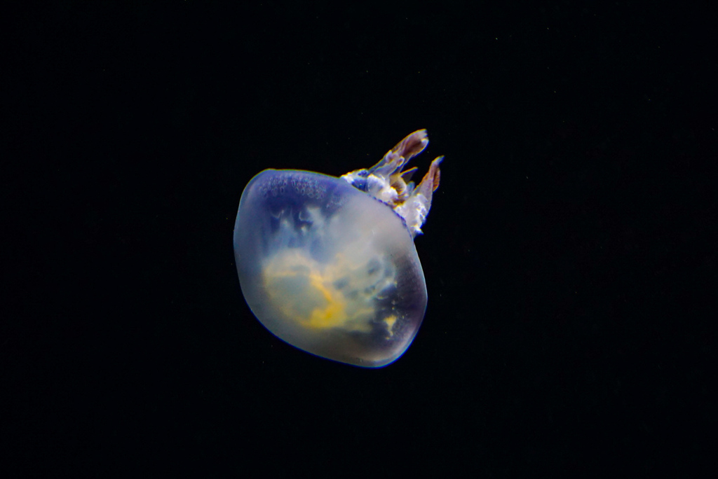 パルモ