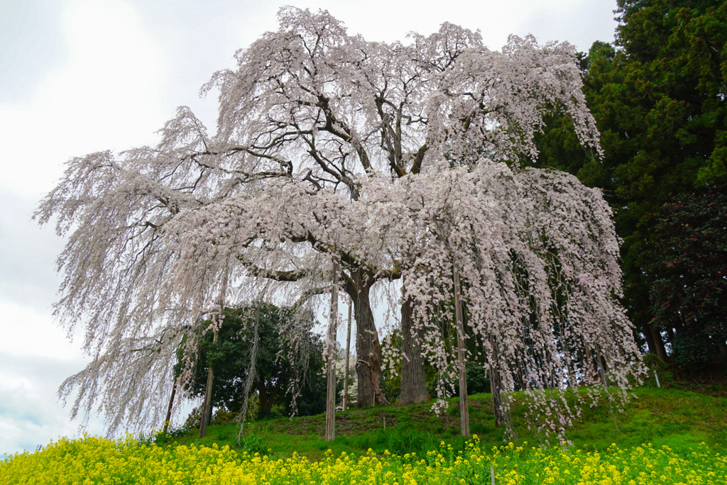 合戦場のしだれ桜
