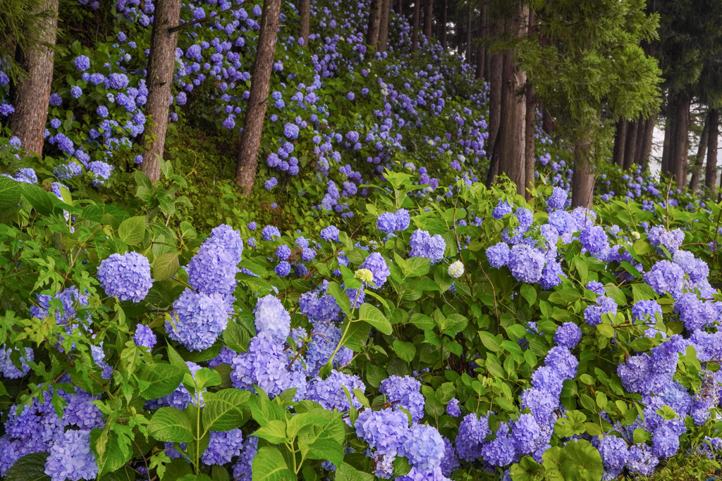 紫陽花の郷の森(稲荷山)３