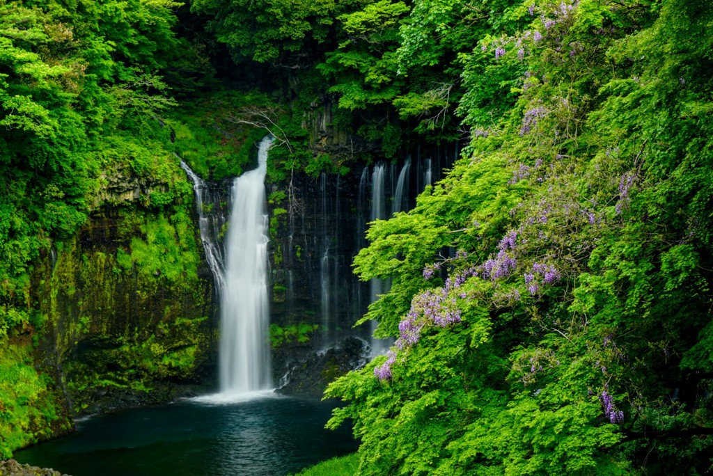 藤の花とともに