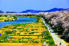 どこまでも続く桜