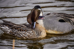 水郷寺津沼公園７