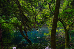 丸池様の湧水