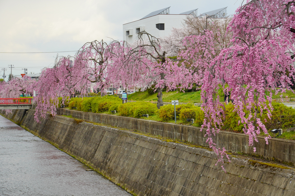 倉津川のしだれ桜４