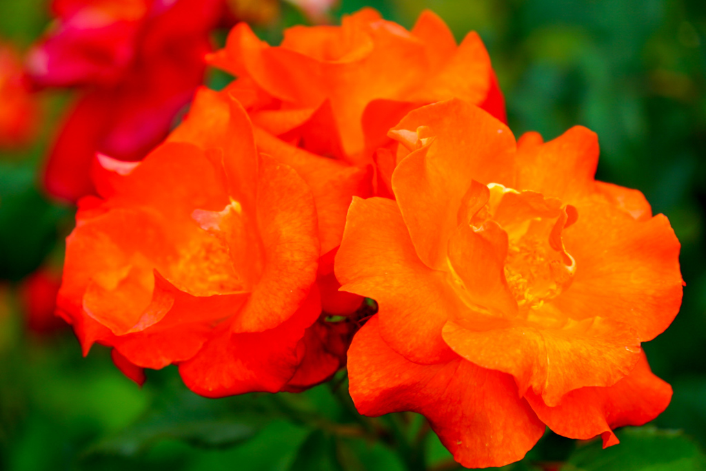 様々な薔薇３