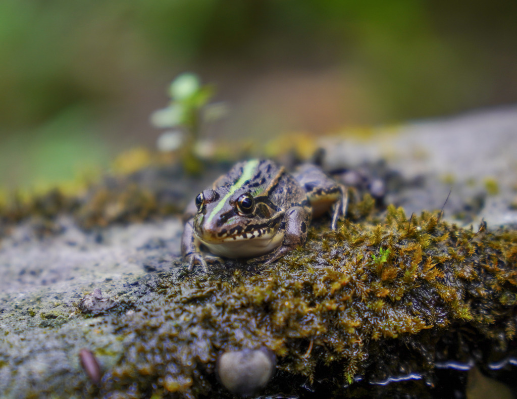 トノサマガエル