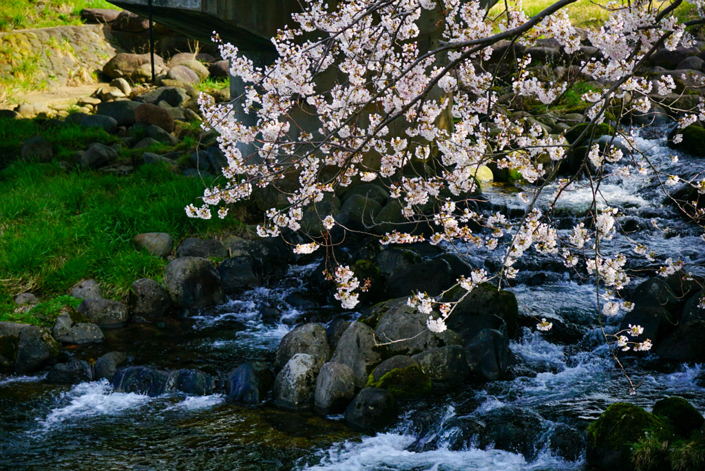 中山河川公園４