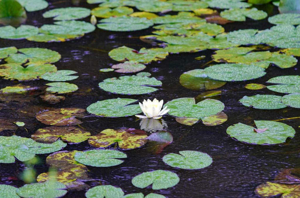 秋保大滝植物園１