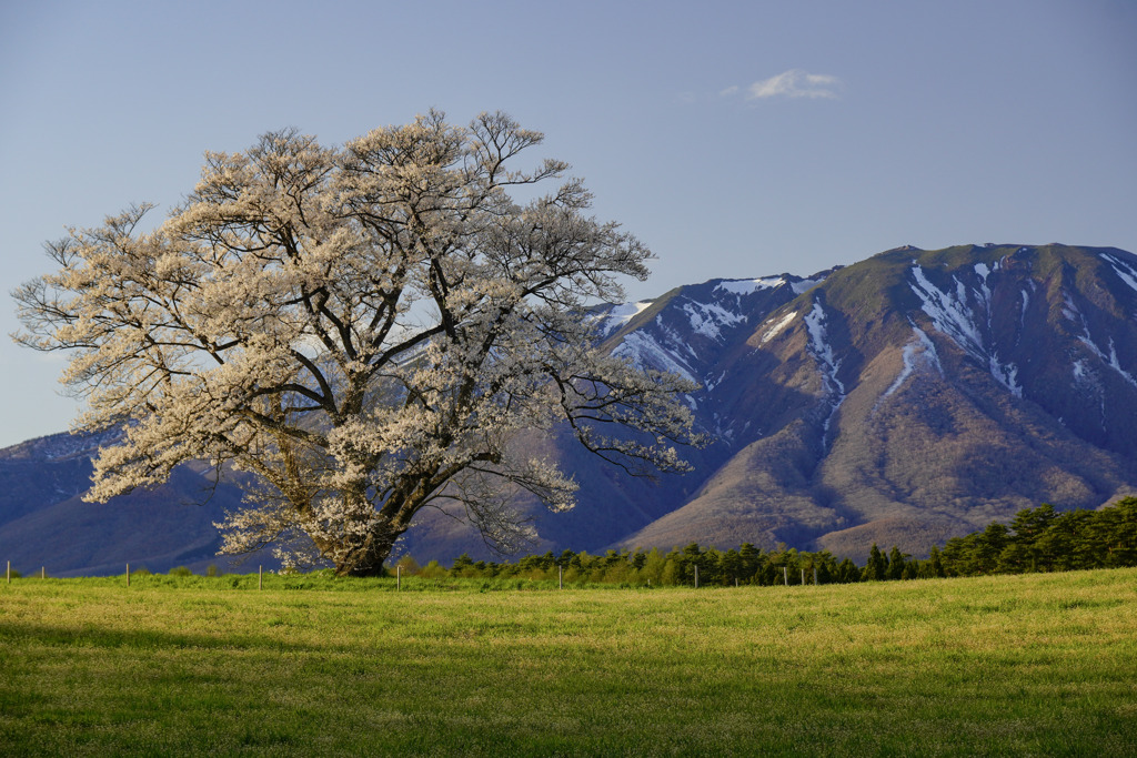 岩手山と桜