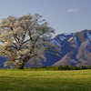 岩手山と桜