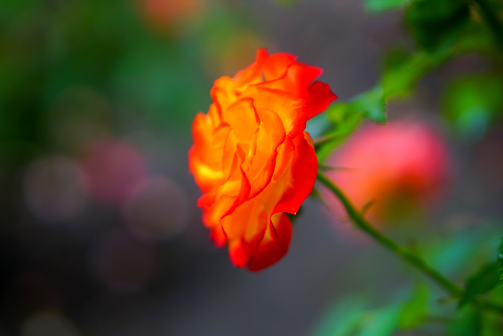 様々な薔薇１