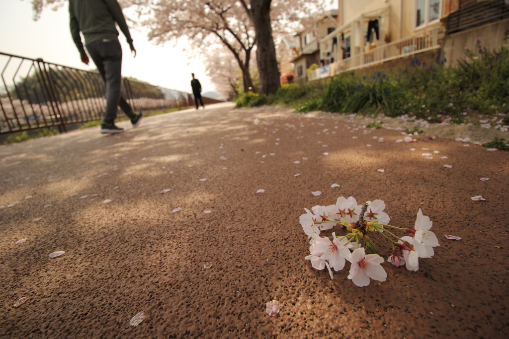 桜Ⅱ