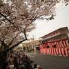 前田桜祭り　