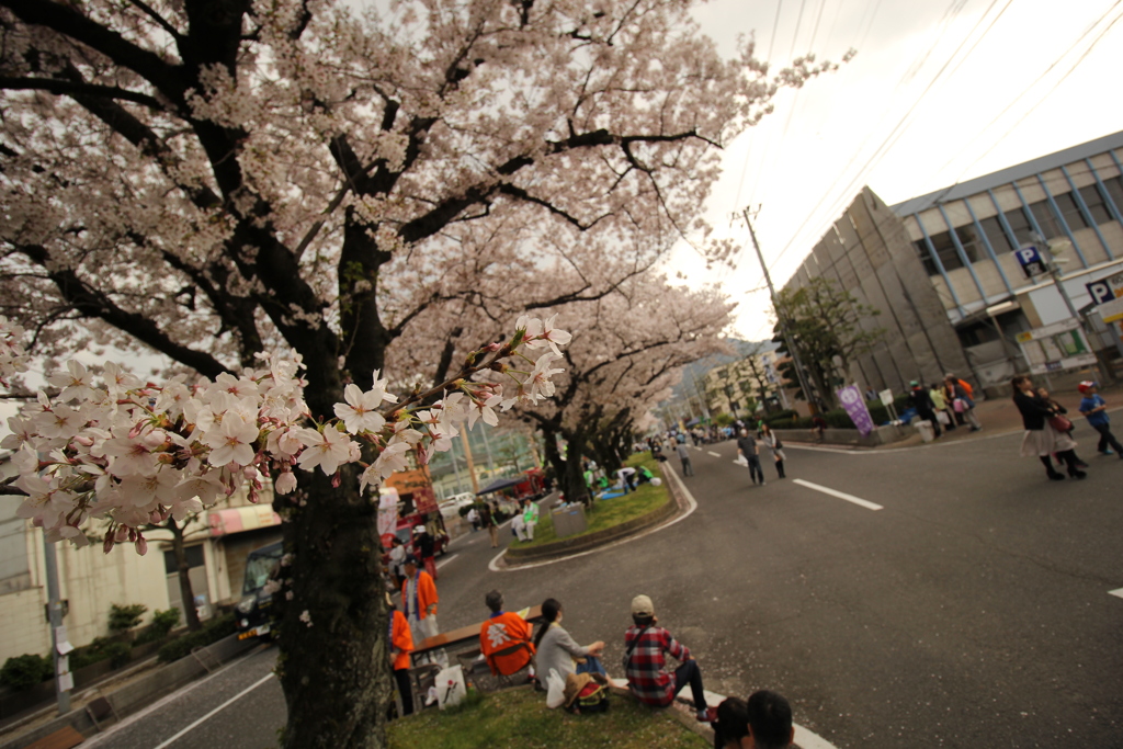 桜Ⅰ