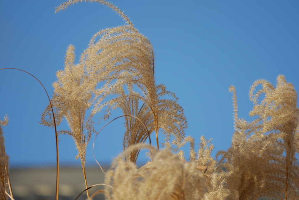冬のすすき