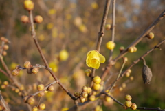散歩中に見つけた花
