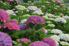 IMG_0063紫陽花