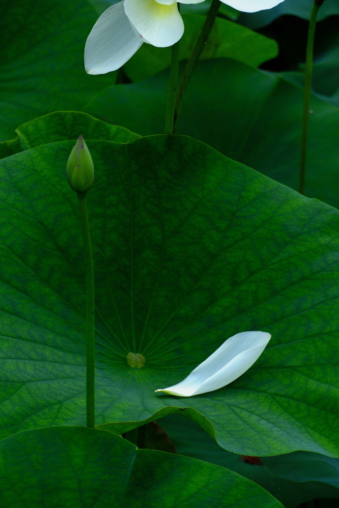 緑の揺り籠