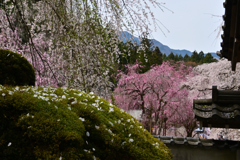 古刹の桜ーⅣ