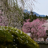 古刹の桜ーⅣ