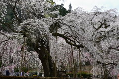 古刹の桜ーⅡ