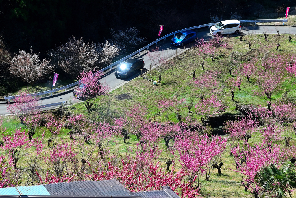 花桃の郷ーⅢ