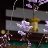 天神さんの桜