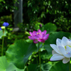 古都の蓮花＜極楽浄土＞