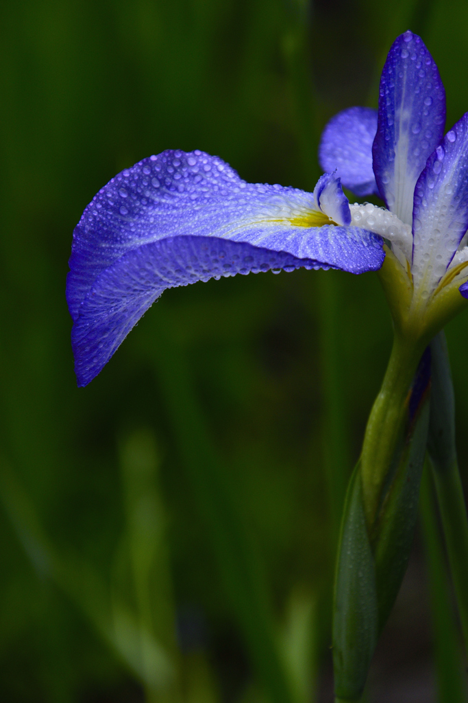 雨に濡れて咲く菖蒲ーⅠ