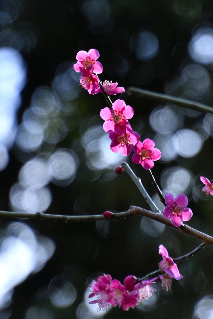 春の花に逢いたくて・・！ーⅡ