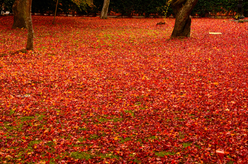 散り紅葉