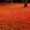 散り紅葉