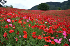 天空の花園ーⅡ