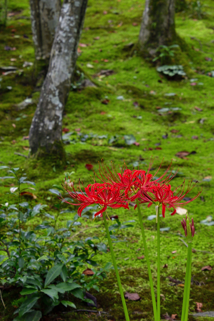 苔庭の彼岸花